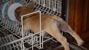 dog in dishwasher